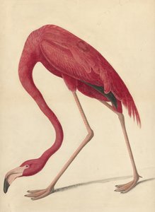 Greater Flamingo, 1838 (wc, æggehvide og grafit på papir)